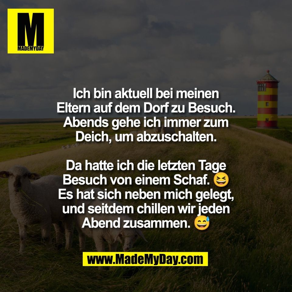 Ich bin aktuell bei meinen<br />
Eltern auf dem Dorf zu Besuch.<br />
Abends gehe ich immer zum<br />
Deich, um abzuschalten.<br />
<br />
Da hatte ich die letzten Tage<br />
Besuch von einem Schaf. 😆<br />
Es hat sich neben mich gelegt,<br />
und seitdem chillen wir jeden<br />
Abend zusammen. 😅