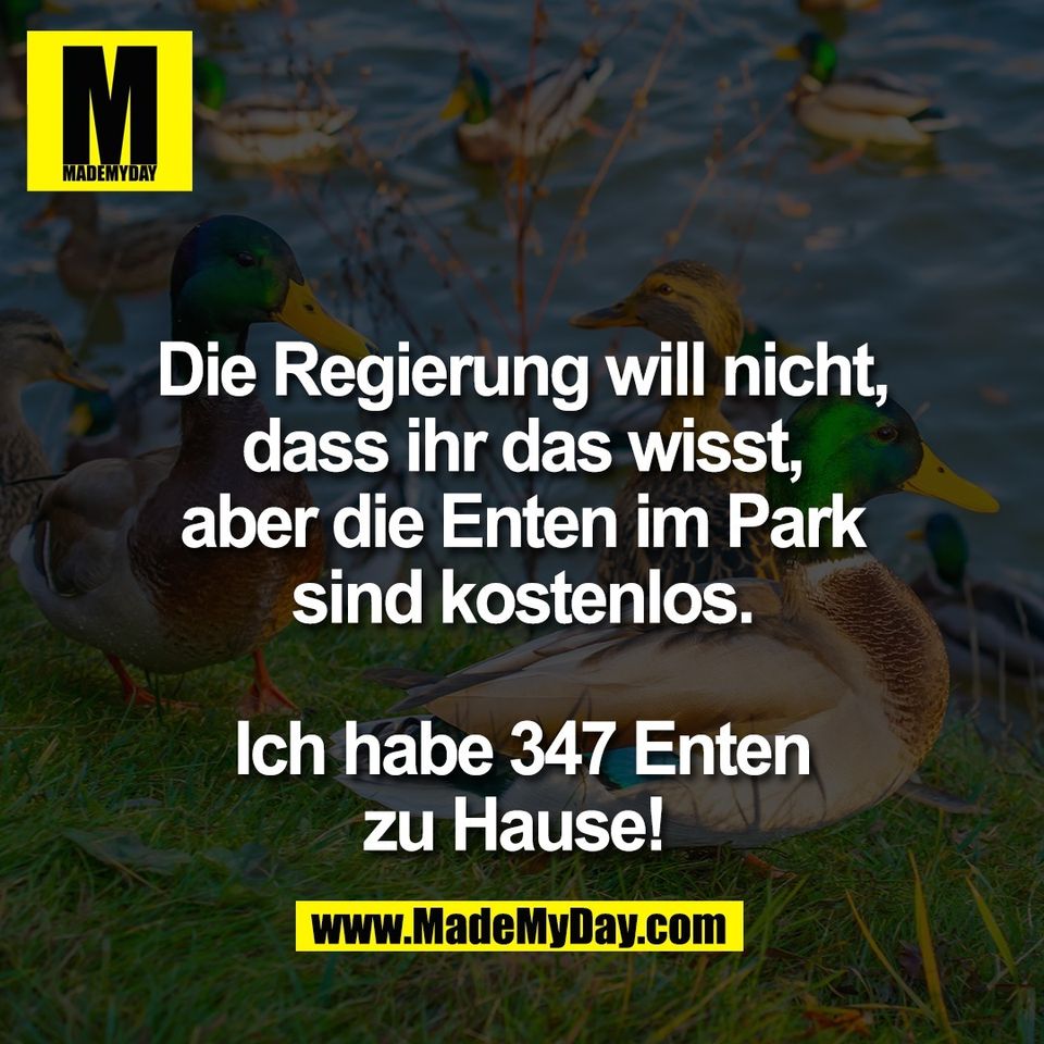 Die Regierung will nicht,<br />
dass ihr das wisst,<br />
aber die Enten im Park<br />
sind kostenlos.<br />
<br />
Ich habe 347 Enten<br />
zu Hause! 