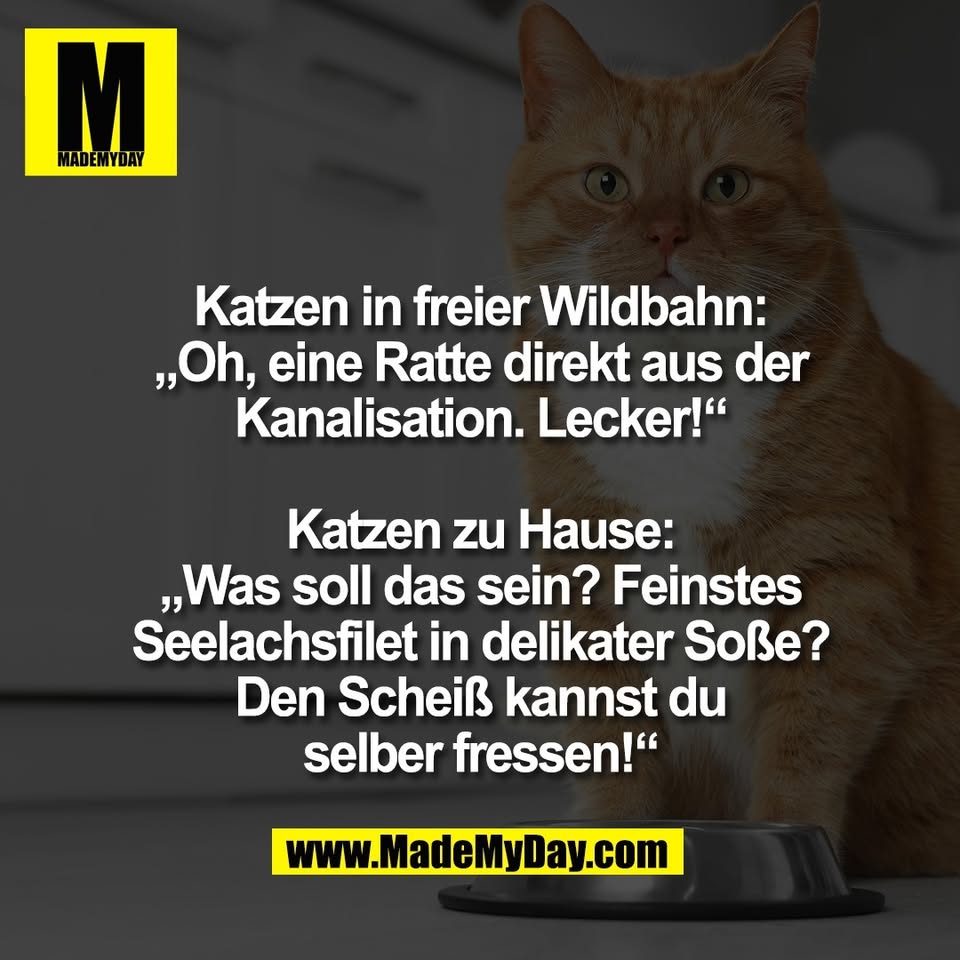 Katzen in freier Wildbahn:<br />
„Oh, eine Ratte direkt aus der<br />
Kanalisation. Lecker!“<br />
<br />
Katzen zu Hause:<br />
„Was soll das sein? Feinstes<br />
Seelachsfilet in delikater Soße?<br />
Den Scheiß kannst du<br />
selber fressen!“