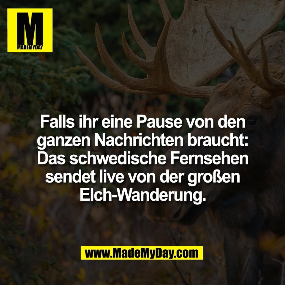 Falls ihr eine Pause von den<br />
ganzen Nachrichten braucht:<br />
Das schwedische Fernsehen<br />
sendet live von der großen<br />
Elch-Wanderung.
