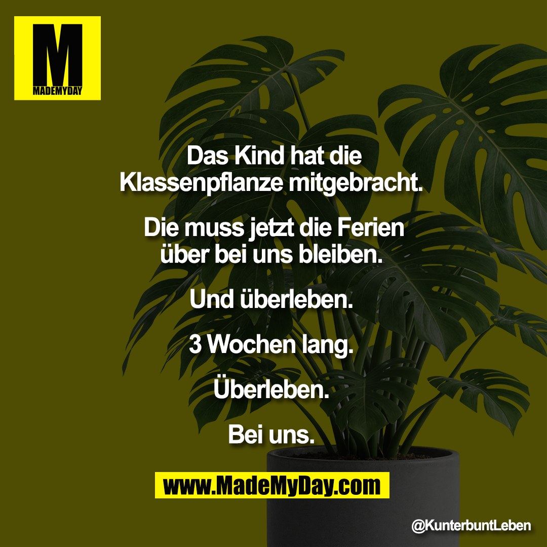 Das Kind hat die<br />
Klassenpflanze mitgebracht. <br />
<br />
Die muss jetzt die Ferien<br />
über bei uns bleiben. <br />
<br />
Und überleben. <br />
<br />
3 Wochen lang. <br />
<br />
Überleben. <br />
<br />
Bei uns.