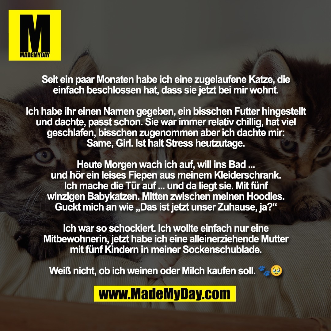 Seit ein paar Monaten habe ich eine zugelaufene Katze, die<br />
einfach beschlossen hat, dass sie jetzt bei mir wohnt.<br />
<br />
Ich habe ihr einen Namen gegeben, ein bisschen Futter hingestellt<br />
und dachte, passt schon. Sie war immer relativ chillig, hat viel<br />
geschlafen, bisschen zugenommen aber ich dachte mir:<br />
Same, Girl. Ist halt Stress heutzutage.<br />
<br />
Heute Morgen wach ich auf, will ins Bad ...<br />
und hör ein leises Fiepen aus meinem Kleiderschrank.<br />
Ich mache die Tür auf ... und da liegt sie. Mit fünf<br />
winzigen Babykatzen. Mitten zwischen meinen Hoodies.<br />
Guckt mich an wie „Das ist jetzt unser Zuhause, ja?“<br />
<br />
Ich war so schockiert. Ich wollte einfach nur eine<br />
Mitbewohnerin, jetzt habe ich eine alleinerziehende Mutter<br />
mit fünf Kindern in meiner Sockenschublade.<br />
<br />
Weiß nicht, ob ich weinen oder Milch kaufen soll. 🐾🥹
