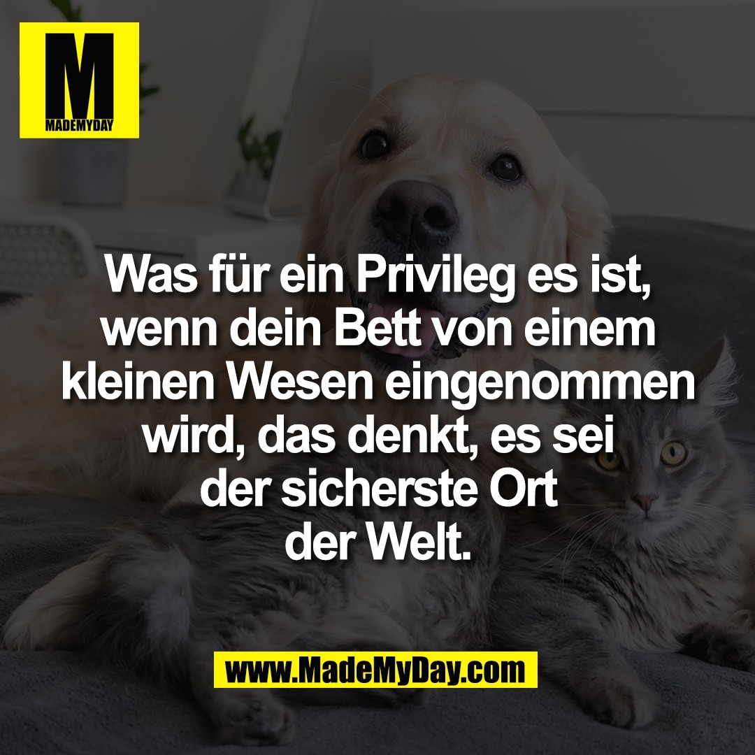 Was für ein Privileg es ist,<br />
wenn dein Bett von einem<br />
kleinen Wesen eingenommen<br />
wird, das denkt, es sei<br />
der sicherste Ort<br />
der Welt.