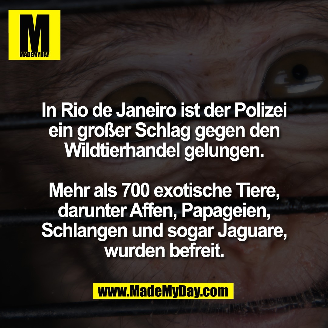 In Rio de Janeiro ist der Polizei<br />
ein großer Schlag gegen den<br />
Wildtierhandel gelungen.<br />
<br />
Mehr als 700 exotische Tiere,<br />
darunter Affen, Papageien,<br />
Schlangen und sogar Jaguare,<br />
wurden befreit.<br />
