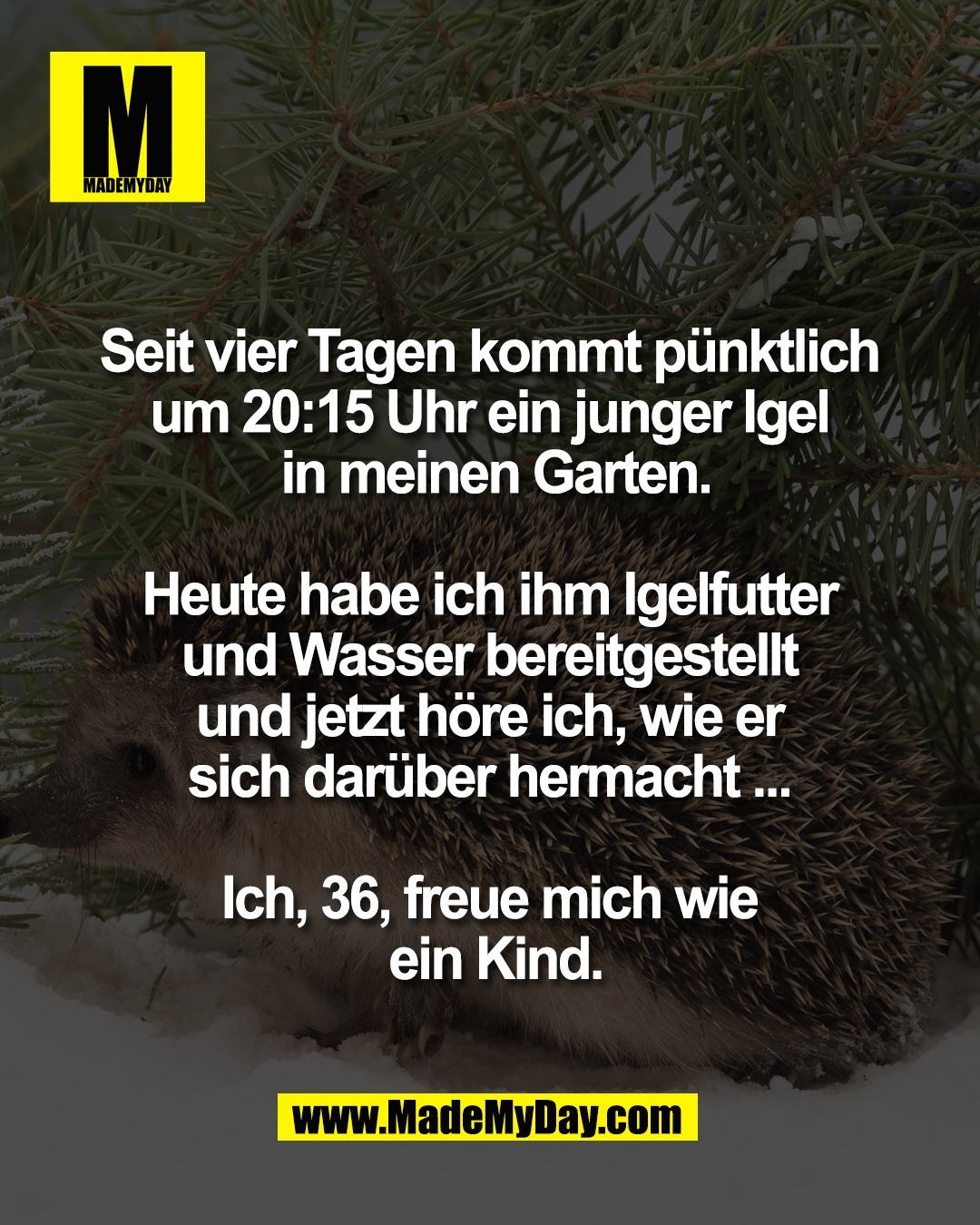 Seit vier Tagen kommt p&uuml;nktlich <br />
um 20:15 Uhr ein junger Igel <br />
in meinen Garten.<br />
<br />
Heute habe ich ihm Igelfutter <br />
und Wasser bereitgestellt <br />
und jetzt h&ouml;re ich, wie er <br />
sich dar&uuml;ber hermacht ... <br />
<br />
Ich, 36, freue mich wie <br />
ein Kind.