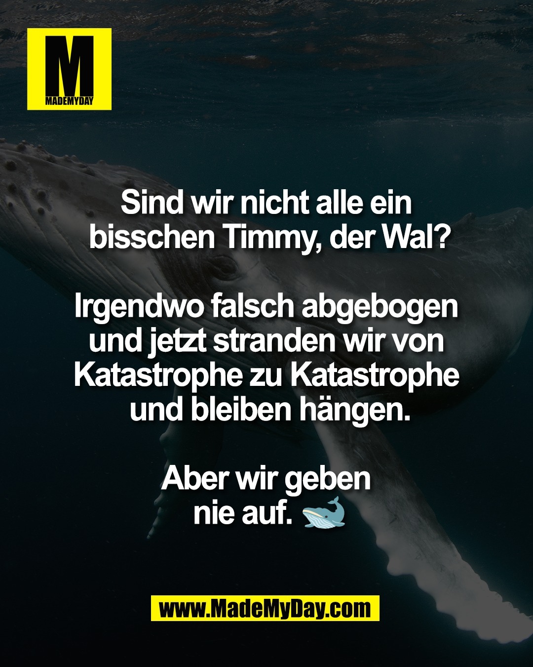 Sind wir nicht alle ein <br />
bisschen Timmy, der Wal?<br />
<br />
Irgendwo falsch abgebogen <br />
und jetzt stranden wir von <br />
Katastrophe zu Katastrophe <br />
und bleiben h&auml;ngen.<br />
<br />
Aber wir geben <br />
nie auf. 🐋