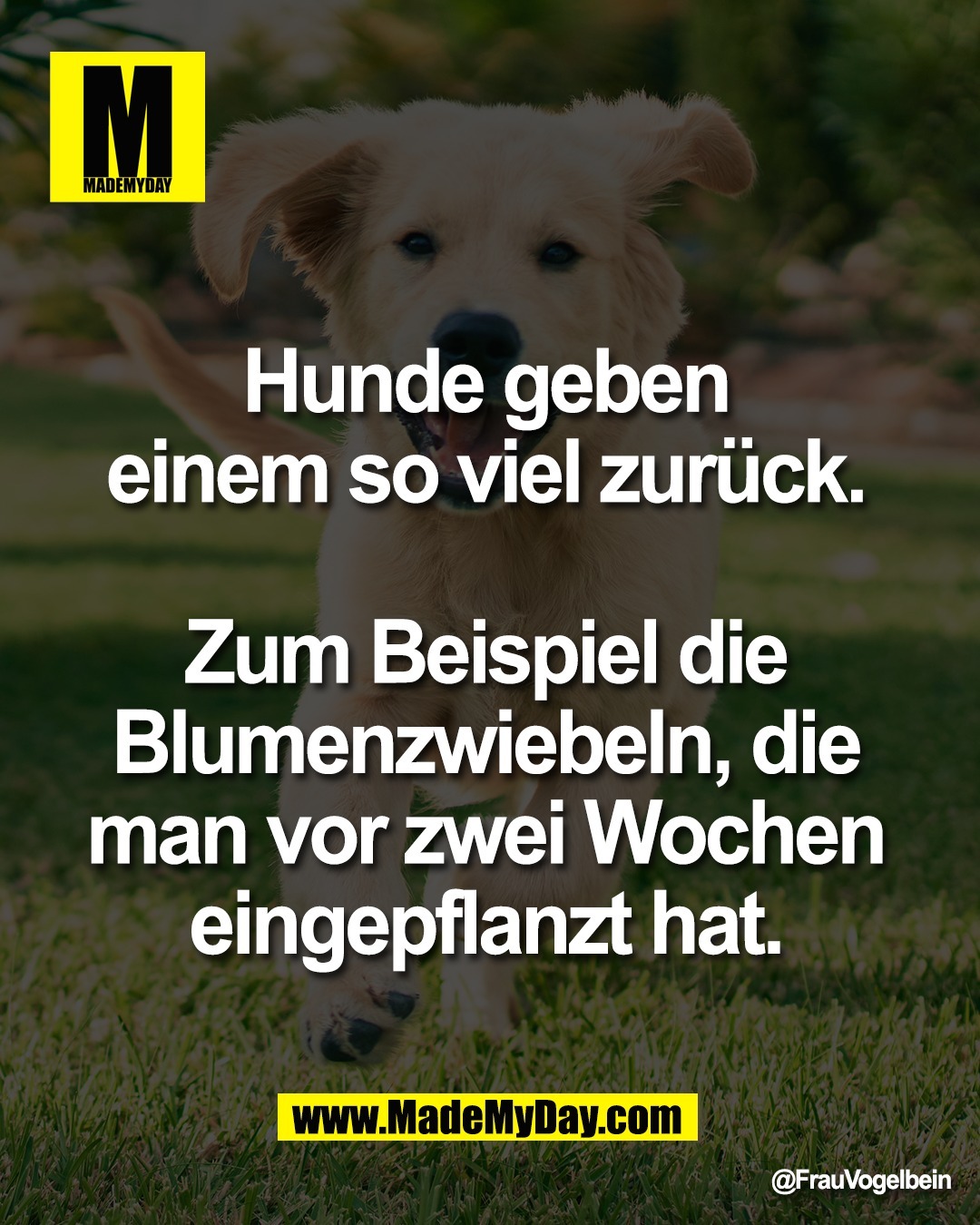 Hunde geben <br />
einem so viel zur&uuml;ck. <br />
<br />
Zum Beispiel die <br />
Blumenzwiebeln, die <br />
man vor zwei Wochen <br />
eingepflanzt hat.