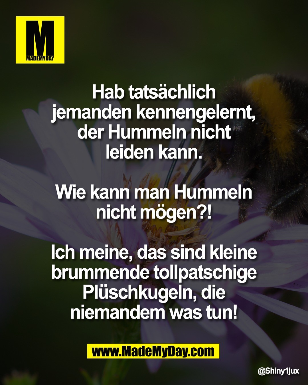 Hab tats&auml;chlich <br />
jemanden kennengelernt, <br />
der Hummeln nicht <br />
leiden kann. <br />
<br />
Wie kann man Hummeln <br />
nicht m&ouml;gen?! <br />
<br />
Ich meine, das sind kleine <br />
brummende tollpatschige <br />
Pl&uuml;schkugeln, die <br />
niemandem was tun!