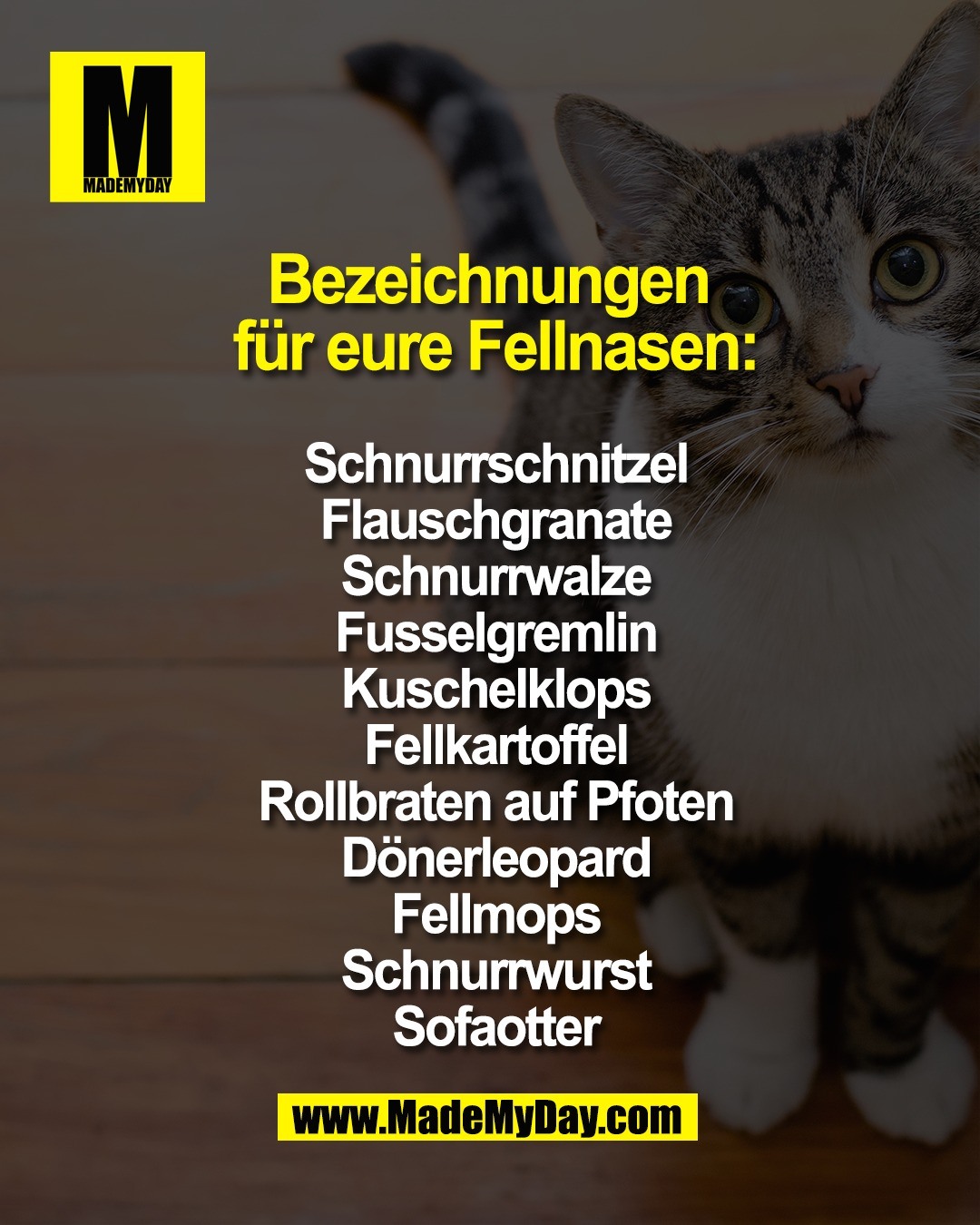Bezeichnungen <br />
f&uuml;r eure Fellnasen:<br />
<br />
Schnurrschnitzel<br />
Flauschgranate<br />
Schnurrwalze<br />
Fusselgremlin<br />
Kuschelklops<br />
Fellkartoffel<br />
Rollbraten auf Pfoten<br />
D&ouml;nerleopard<br />
Fellmops<br />
Schnurrwurst<br />
Sofaotter