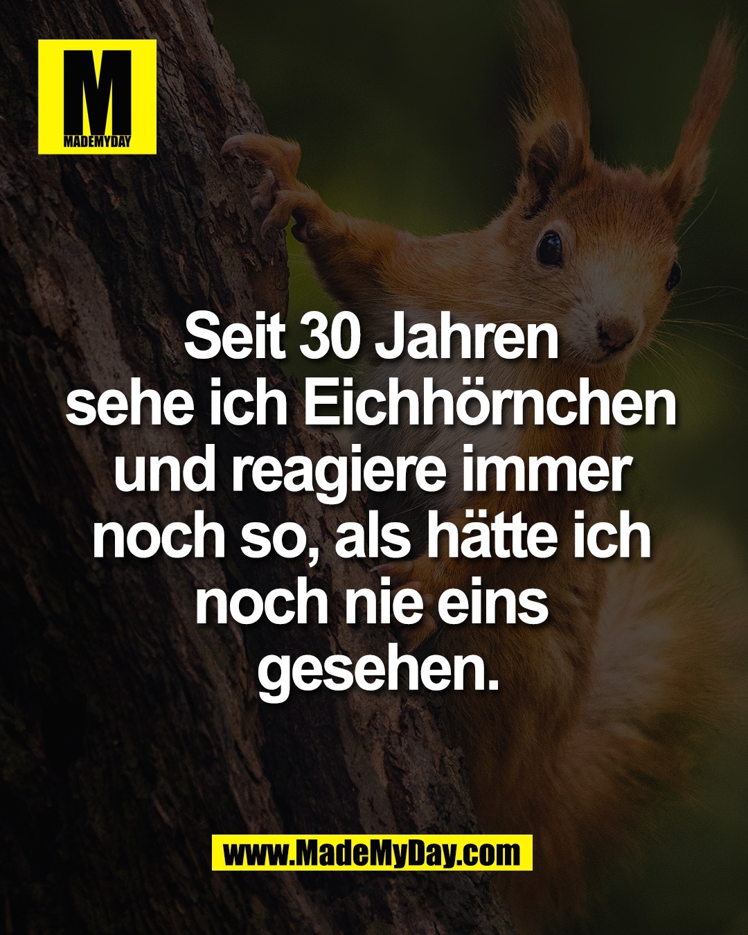 Seit 30 Jahren <br />
sehe ich Eichh&ouml;rnchen <br />
und reagiere immer <br />
noch so, als h&auml;tte ich <br />
noch nie eins <br />
gesehen.