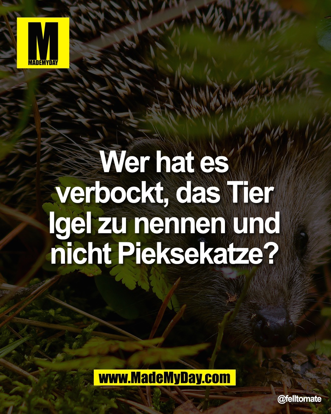 Wer hat es <br />
verbockt, das Tier <br />
Igel zu nennen und <br />
nicht Pieksekatze?