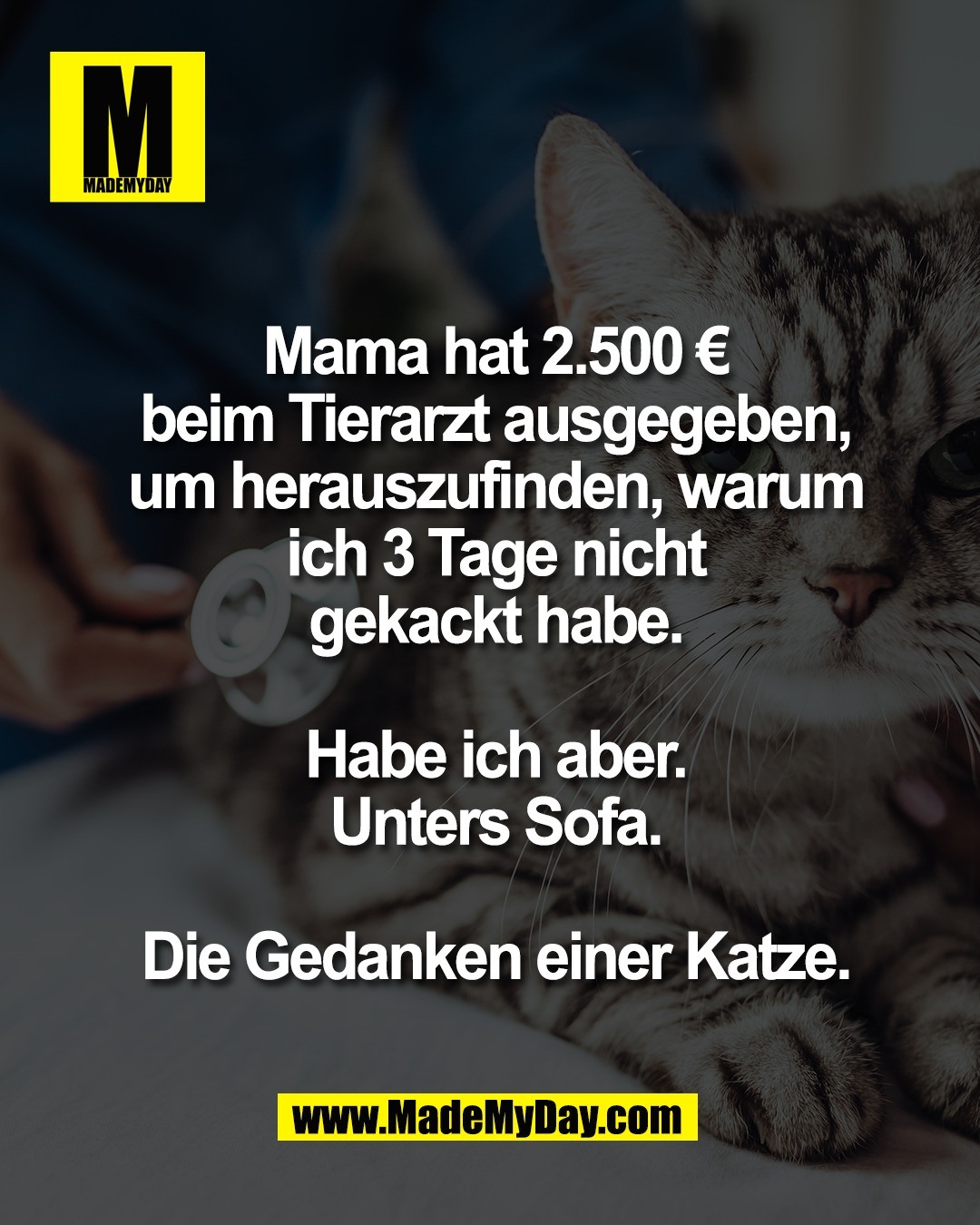 Mama hat 2.500 &euro;<br />
beim Tierarzt ausgegeben,<br />
um herauszufinden, warum<br />
ich 3 Tage nicht<br />
gekackt habe.<br />
<br />
Habe ich aber.<br />
Unters Sofa.<br />
<br />
Die Gedanken einer Katze.