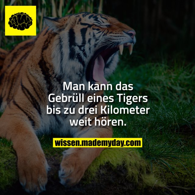 Man kann das Gebrüll eines Tigers bis zu drei Kilometer weit hören.