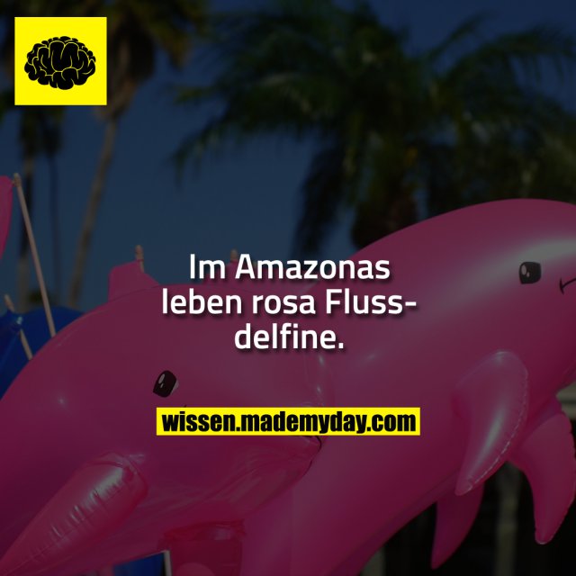 Im Amazonas leben rosa Flussdelfine.