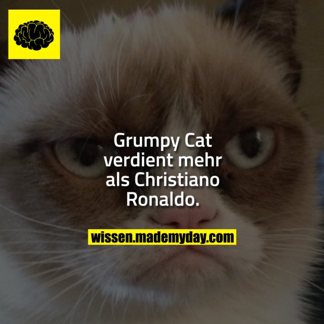 Grumpy Cat verdient mehr als Christiano Ronaldo.