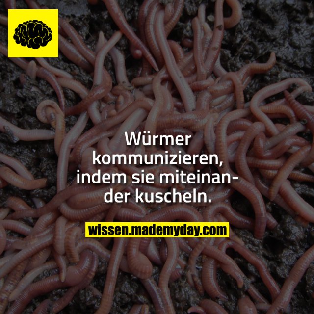 Würmer kommunizieren, indem sie miteinander kuscheln.