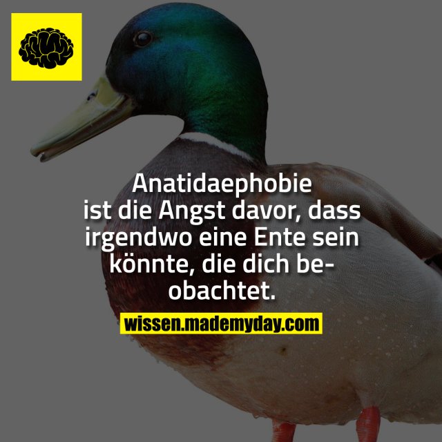 Anatidaephobie ist die Angst davor, dass irgendwo eine Ente sein könnte, die dich beobachtet.