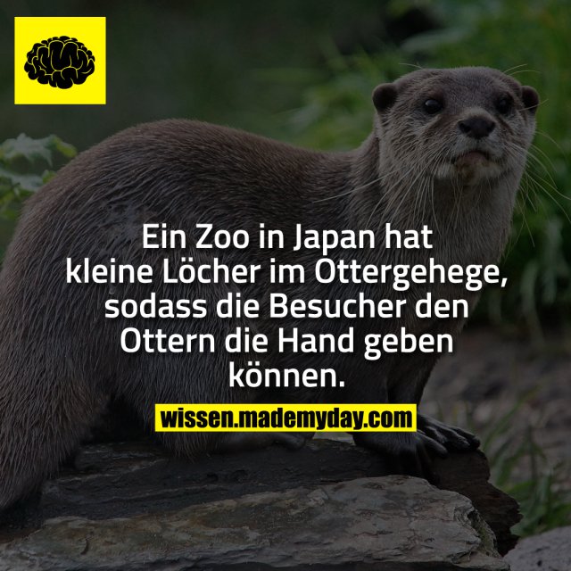 Ein Zoo in Japan hat kleine Löcher im Ottergehege, sodass die Besucher den Ottern die Hand geben können.