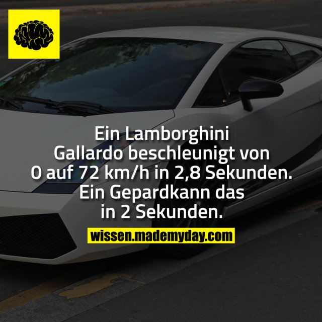 Ein Lamborghini Gallardo beschleunigt von 0 auf 72 km/h in 2,8 Sekunden. Ein Gepard kann das in 2 Sekunden.