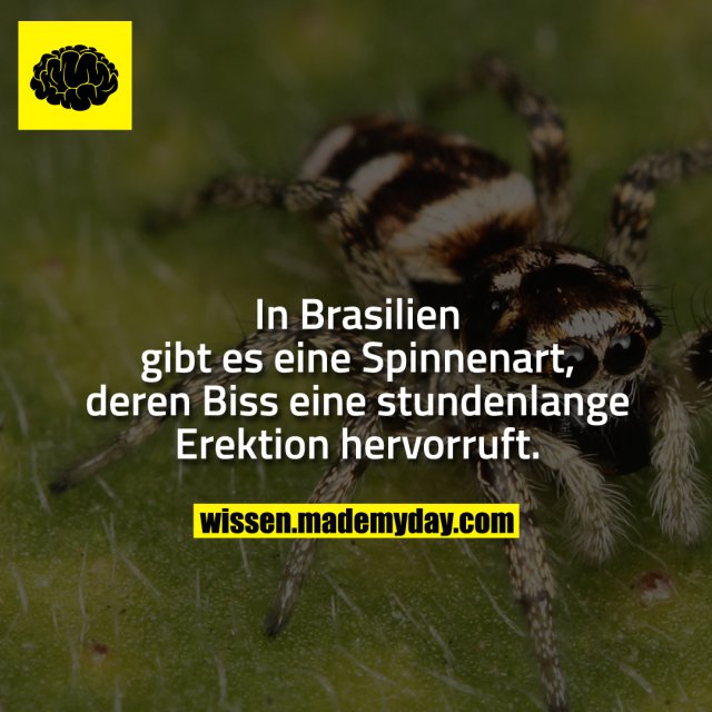 In Brasilien gibt es eine Spinnenart, deren Biss eine stundenlange Erektion hervorruft.