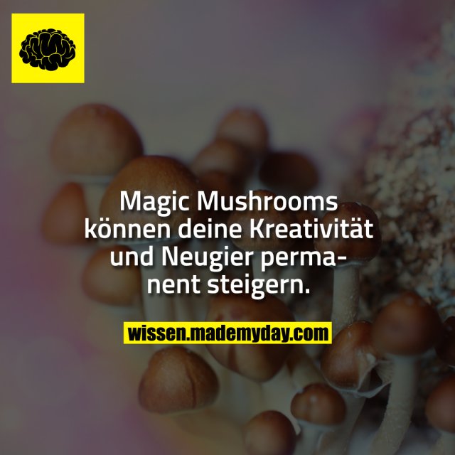 Magic Mushrooms können deine Kreativität und Neugier permanent steigern.