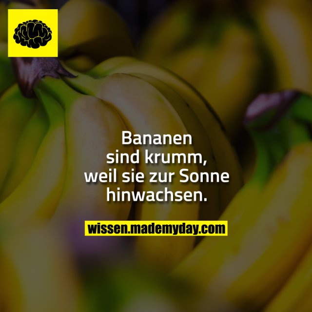 Bananen sind krumm, weil sie zur Sonne hinwachsen.