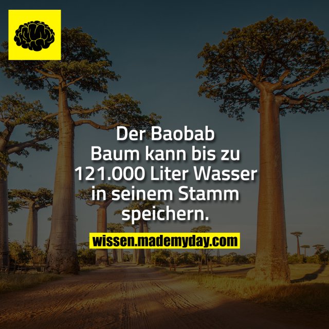 Der Baobab Baum kann bis zu 121.000 Liter Wasser in seinem Stamm speichern.