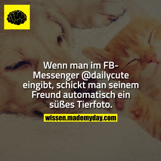 Wenn man im FB-Messenger @dailycute eingibt, schickt man seinem Freund automatisch ein süßes Tierfoto.