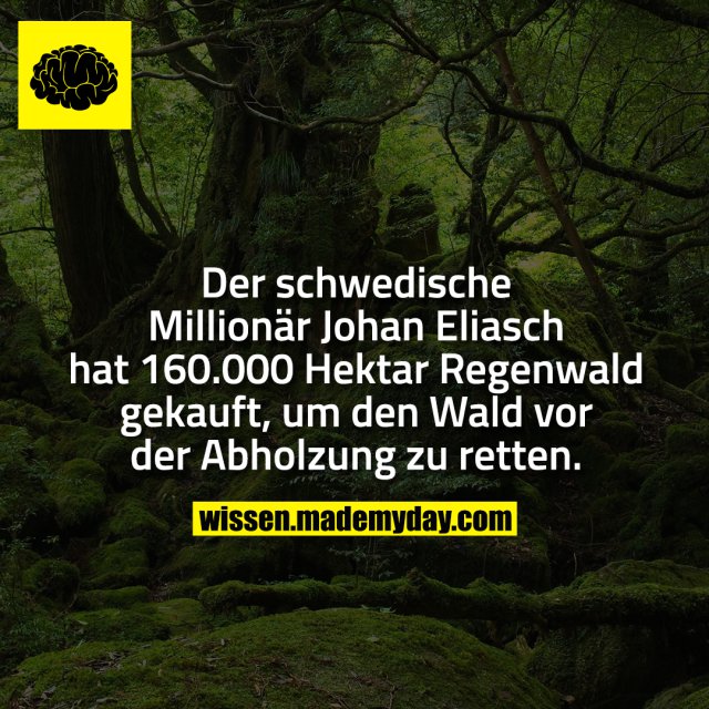 Der schwedische Millionär Johan Eliasch hat 160.000 Hektar Regenwald gekauft, um den Wald vor der Abholzung zu retten.