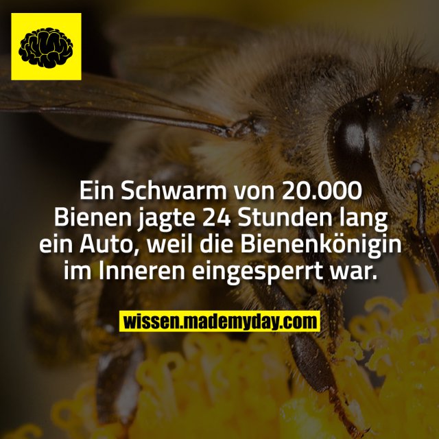 Ein Schwarm von 20.000 Bienen jagte 24 Stunden lang ein Auto, weil die Bienenkönigin im Inneren eingesperrt war.