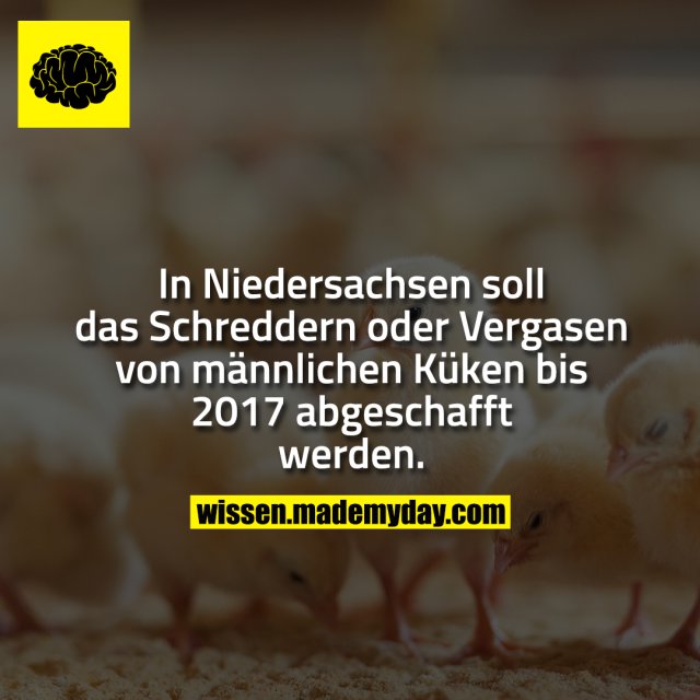 In Niedersachsen soll das Schreddern oder Vergasen von männlichen Küken bis 2017 abgeschafft werden.
