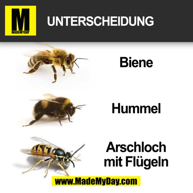 Unterscheidung:<br />
- Biene<br />
- Hummel<br />
- Arschloch mit Flügeln
