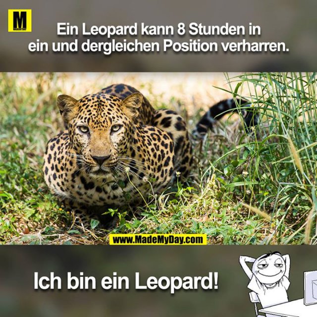 Ein Leopard kann 8 Stunden in ein und der gleichen Position verharren. <br />
<br />
Ich bin ein Leopard!