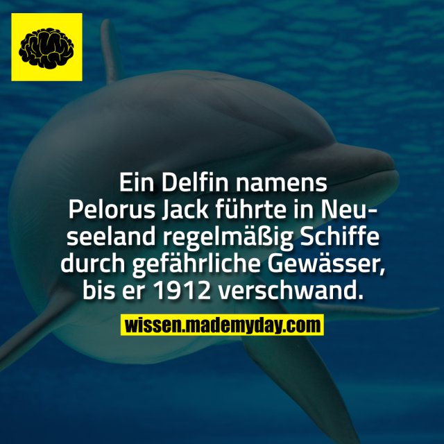 Ein Delfin namens Pelorus Jack führte in Neuseeland regelmäßig Schiffe durch gefährliche Gewässer, bis er 1912 verschwand.