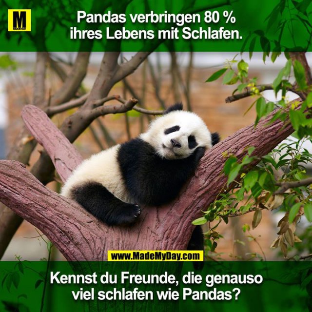 Pandas verbringen 80% ihres Lebens mit schlafen.<br />
Kennst du Freunde, die genauso viel schlafen wie Pandas?