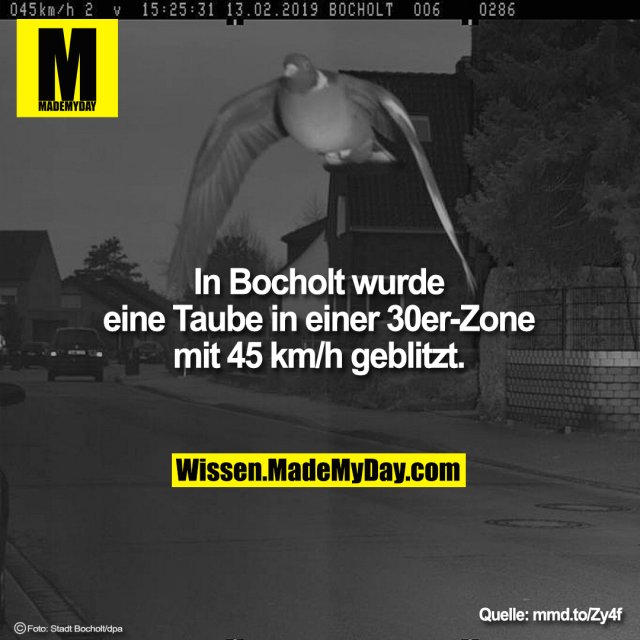 In Bocholt wurde eine Taube in einer 30er-Zone mit 45 km/h geblitzt.