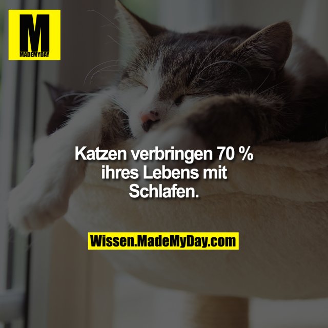 Katzen verbringen 70 % ihres Lebens mit Schlafen.