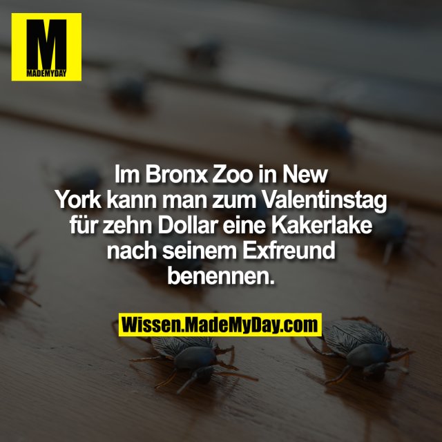 Im Bronx Zoo in New York kann man zum Valentinstag für zehn Dollar eine Kakerlake nach seinem Exfreund benennen.