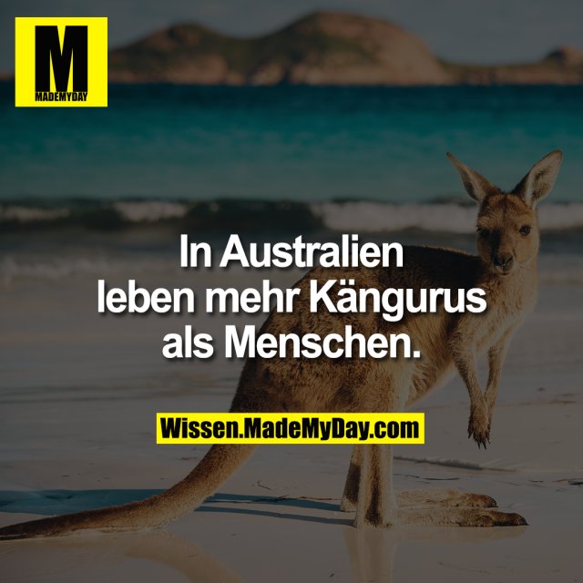 In Australien leben mehr Kängurus als Menschen.