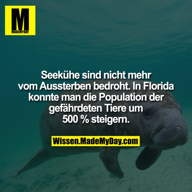 Seekühe sind nicht mehr vom Aussterben bedroht. In Florida konnte man die Population der gefährdeten Tiere um 500 % steigern.