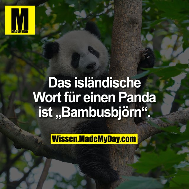 Das isländische Wort für einen Panda ist „Bambusbjörn“.