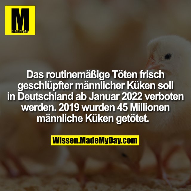 Das routinemäßige Töten frisch geschlüpfter männlicher Küken soll in Deutschland ab Januar 2022 verboten werden. 2019 wurden 45 Millionen männliche Küken getötet.