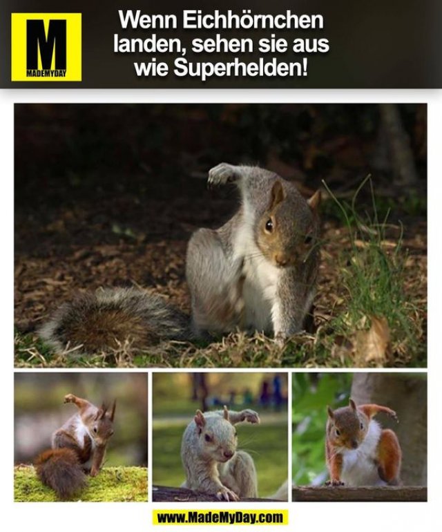 Wenn Eichhörnchen landen, sehen sie aus wie Superhelden! (BILD)