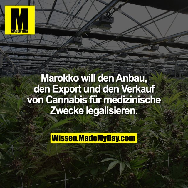 Marokko will den Anbau, den Export und den Verkauf von Cannabis für medizinische Zwecke legalisieren.