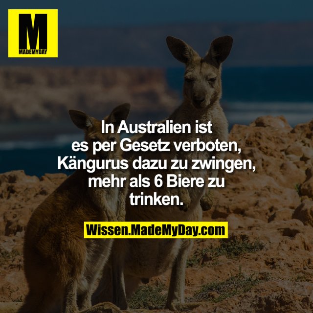 In Australien ist es per Gesetz verboten, Kängurus dazu zu zwingen, mehr als 6 Biere zu trinken.