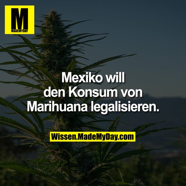 Mexiko will den Konsum von Marihuana legalisieren.