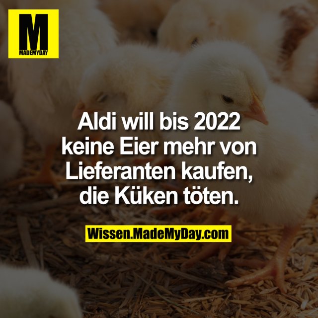 Aldi will bis 2022 keine Eier mehr von Lieferanten kaufen, die Küken töten.