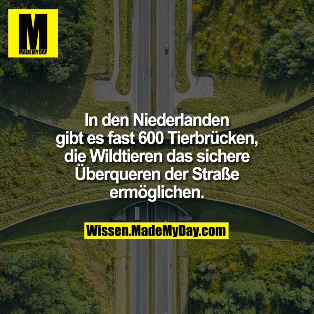 In den Niederlanden gibt es fast 600 Tierbrücken, die Wildtieren das sichere Überqueren der Straße ermöglichen.