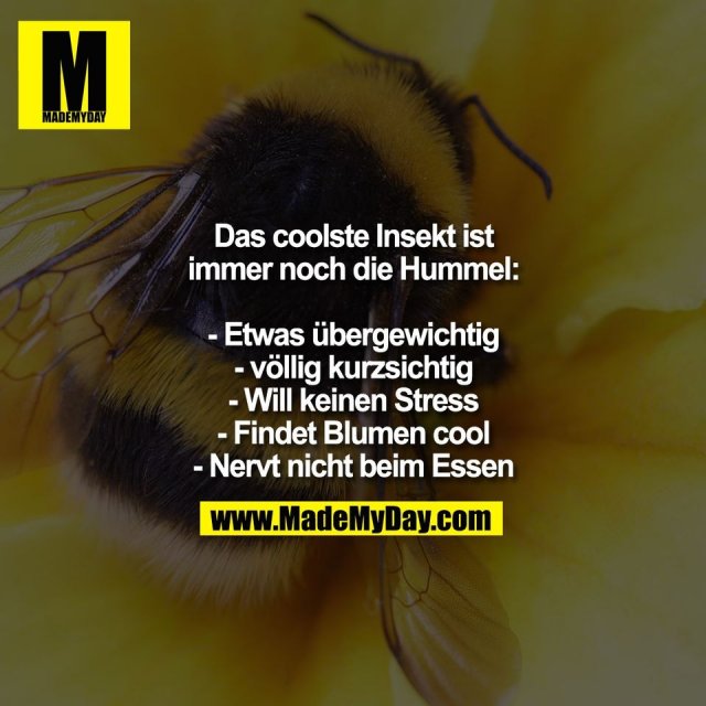 Das coolste Insekt ist<br />
immer noch die Hummel:<br />
<br />
- Etwas übergewichtig<br />
- völlig kurzsichtig<br />
- Will keinen Stress<br />
- Findet Blumen cool<br />
- Nervt nicht beim Essen