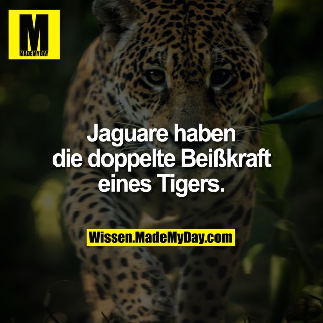 Jaguare haben die doppelte Beißkraft eines Tigers.